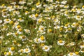 Flowering. Chamomile. Blooming Chamomile Field, Chamomile Flowers. Natural Herbal Treatment