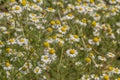 Flowering. Chamomile. Blooming chamomile field, Chamomile flowers. Natural herbal treatment Royalty Free Stock Photo