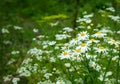 Flowering chamomile bush in the garden Royalty Free Stock Photo