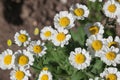Flowering chamomile pharmacy matricaria close-up. white wildflowers with a yellow center. natural medical herbs for medicinal