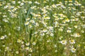 Flowering chamomile plants (Matricaria chamomilla) growing at the edge of a field, medicinal herb Royalty Free Stock Photo