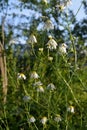 Flowering chamomile in summer sunny day. Small flowers with white petals and yellow cores Royalty Free Stock Photo