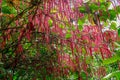 Flowering Chenile plant - Acalypha hispida - in St Lucia