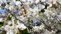 Flowering cherries, white flowers on branches are beautifully shaken