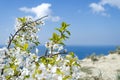 Flowering cherry against the sky and the sea. Royalty Free Stock Photo