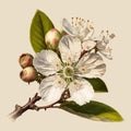 Flowering cherry angiosperm tree