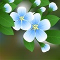 Flowering cherry. Blue flowers on a branch with green leaves and place for text.