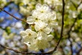 Flowering cherry branch with beautiful blooming white flowers and young green leaves against blue sky in the garden in spring Royalty Free Stock Photo