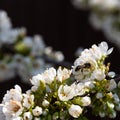 Flowering cherry branch on a dark background Royalty Free Stock Photo