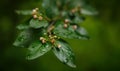 Flowering cherry branch immediately after the rain Royalty Free Stock Photo