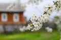 Flowering cherry branch under raindrops