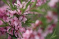 Spring blossom garden cherry blossom with pink flowers on green blurred background in garden setting, close-up. Royalty Free Stock Photo