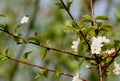 Flowering cherry and not hoped butterfly fashion model Royalty Free Stock Photo