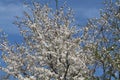 Flowering cherry plum tree Prunus cerasifera with white flowers against blue sky Royalty Free Stock Photo