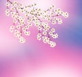 Flowering cherry. Spring flowering garden. Royalty Free Stock Photo