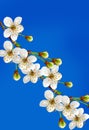 Flowering cherry. Spring flowering garden. Royalty Free Stock Photo