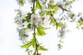 Flowering cherry tree