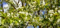 Flowering cherry tree with beautiful blossom white flowers and young green leaves against blue sky in the garden in sunshine day Royalty Free Stock Photo