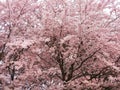 Flowering Cherry Tree in full bloom