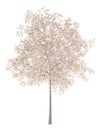 Flowering cherry tree isolated on white