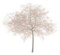 Flowering cherry tree isolated on white