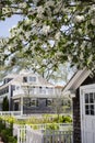 Flowering cherry tree in MA