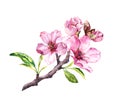 Flowering cherry tree. Pink apple flowers, sakura, almond flowers on blooming branch. Watercolor