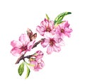 Flowering cherry tree. Pink apple flowers, sakura, almond flowers on blooming branch. Watercolor