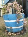 A flowering cherry tree with pink blossoms Royalty Free Stock Photo