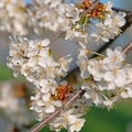Flowering cherry tree, Prunus avium, in spring Royalty Free Stock Photo