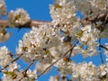 Flowering cherry tree, Prunus avium, in spring Royalty Free Stock Photo