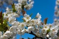 Flowering cherry tree, Prunus avium, in spring Royalty Free Stock Photo