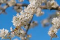 Flowering cherry tree, Prunus avium, in spring Royalty Free Stock Photo