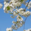 Flowering cherry tree, Prunus avium, in spring Royalty Free Stock Photo