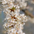 Flowering cherry tree, Prunus avium, in spring Royalty Free Stock Photo