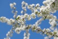Flowering cherry tree, Prunus avium, in spring Royalty Free Stock Photo