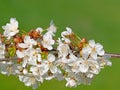 Flowering cherry tree, Prunus avium, in spring Royalty Free Stock Photo