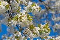 Flowering cherry tree, Prunus avium, in spring Royalty Free Stock Photo