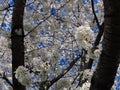 Flowering Spring Tree3 Royalty Free Stock Photo