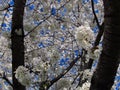 Flowering Spring Tree3