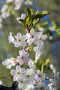 Flowering cherry tree in the spring garden Royalty Free Stock Photo