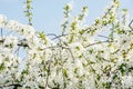 Flowering cherry tree in spring garden Royalty Free Stock Photo