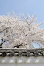 Flowering cherry tree Royalty Free Stock Photo