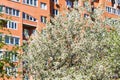 Flowering cherry tree and urban apartment hous Royalty Free Stock Photo