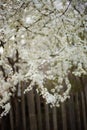 Flowering cherry tree with white flowers in spring garden Royalty Free Stock Photo