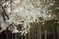 Flowering cherry tree with white flowers in spring rural garden Royalty Free Stock Photo