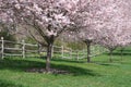 Flowering Cherry Trees