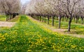 Flowering cherry trees and dandelions Royalty Free Stock Photo