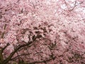 Flowering Cherry Trees in full spring bloom