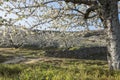 Flowering cherry trees.